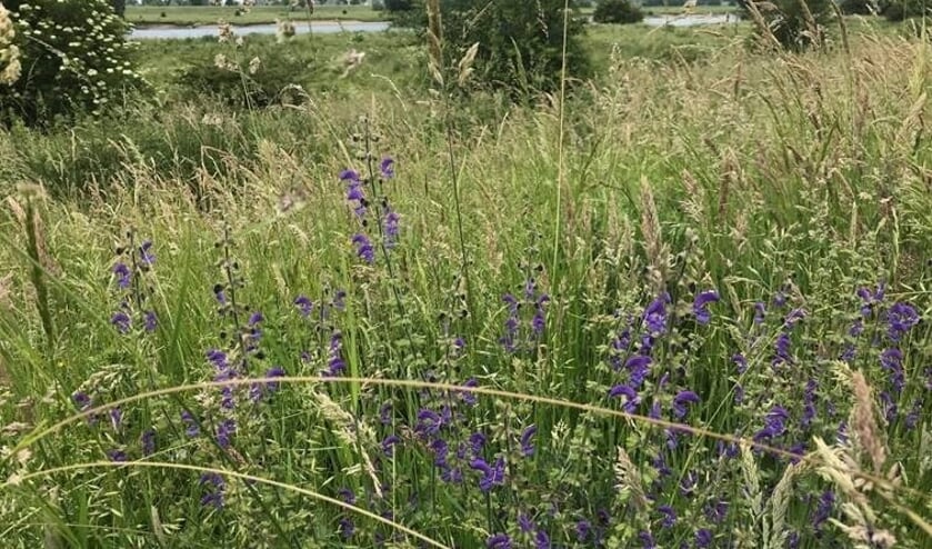 Stroomdalflora is een groep van bijzondere bloeiende planten die in Nederland sterk gebonden zijn aan onze rivieren, zoals veldsalie (foto), zandwolfsmelk en kattendoorn.