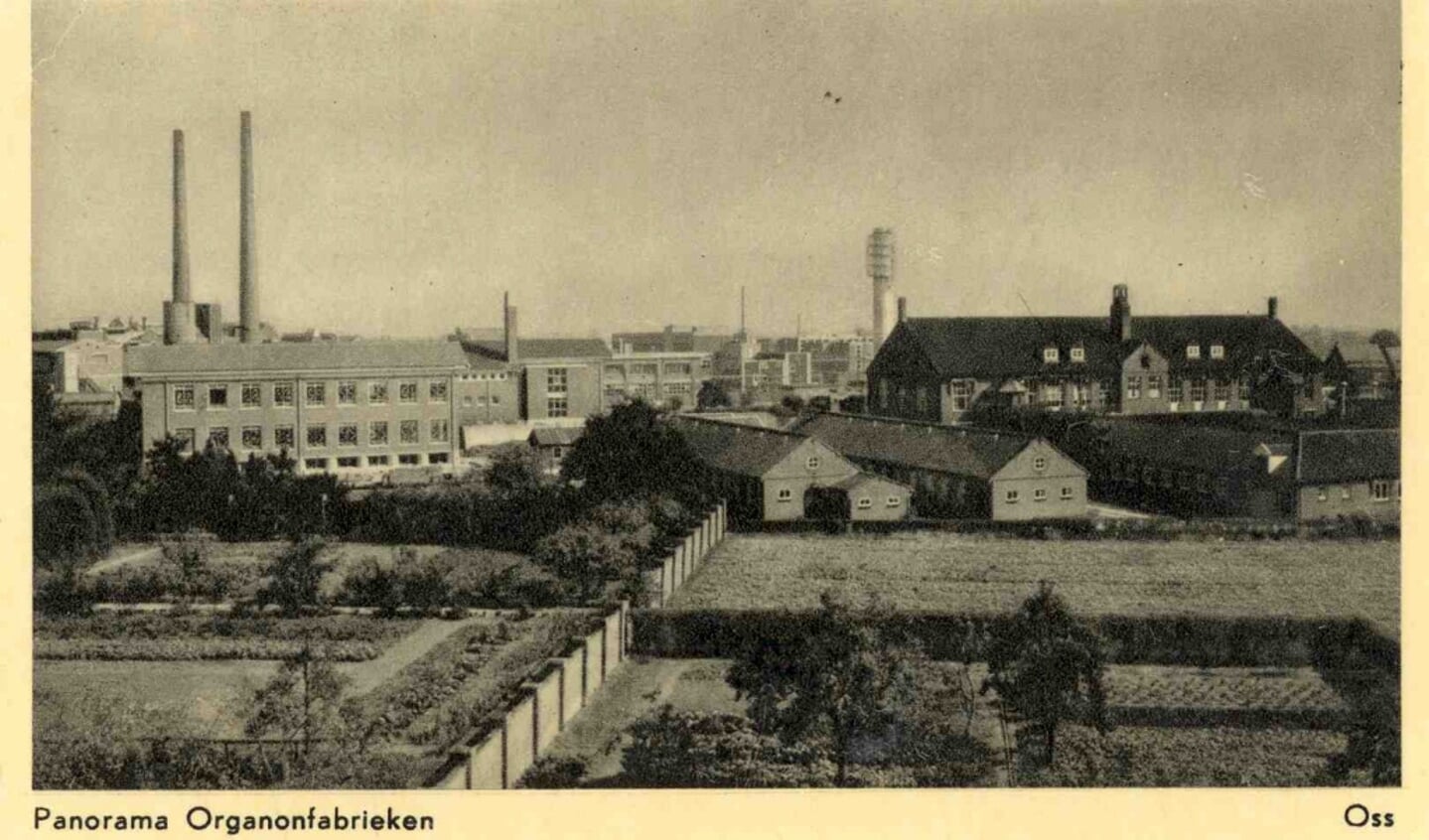 Ansichtkaart met panorama van Organon, 1960. 