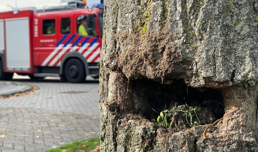 Udense Brandweer Blust Boom In Brand - Oozo.nl