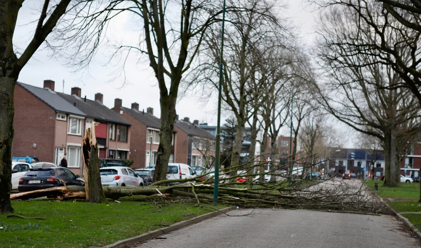 Omgevallen boom aan de Guldengaarde in Cuijk.