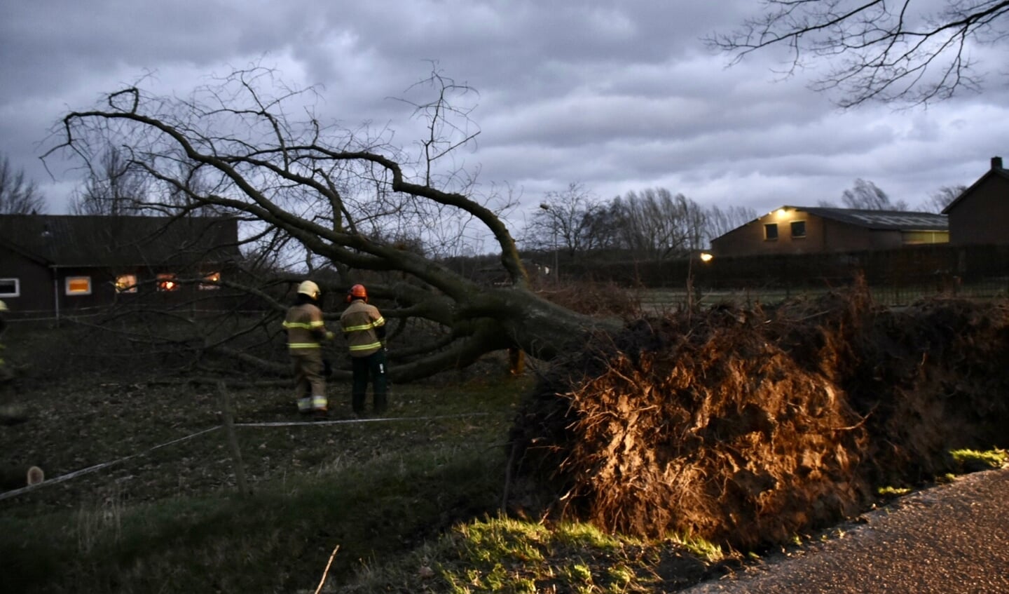 Omgevallen boom aan de Beerseweg in Haps.