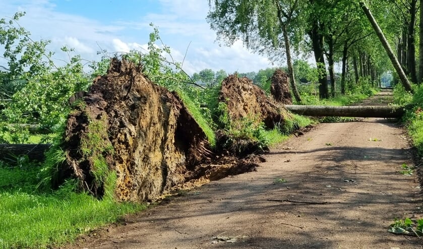 <p>Vijftien bomen gesneuveld aan de Erpseweg</p>  
