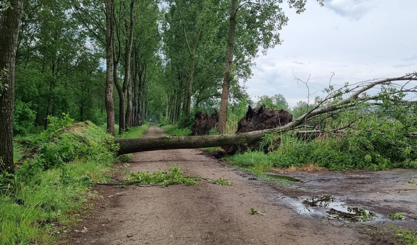 Vijftien bomen gesneuveld aan de Erpseweg
