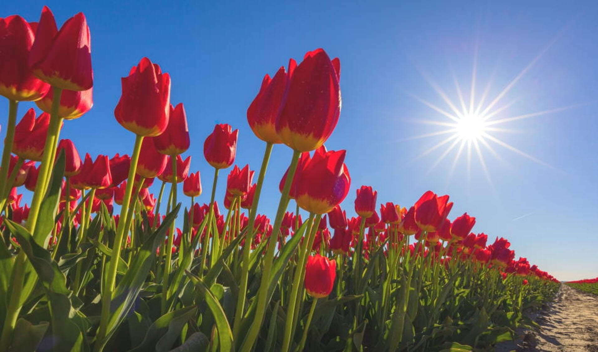Een voorbeeld van een typische lente-foto, gemaakt door Ronald zelf.