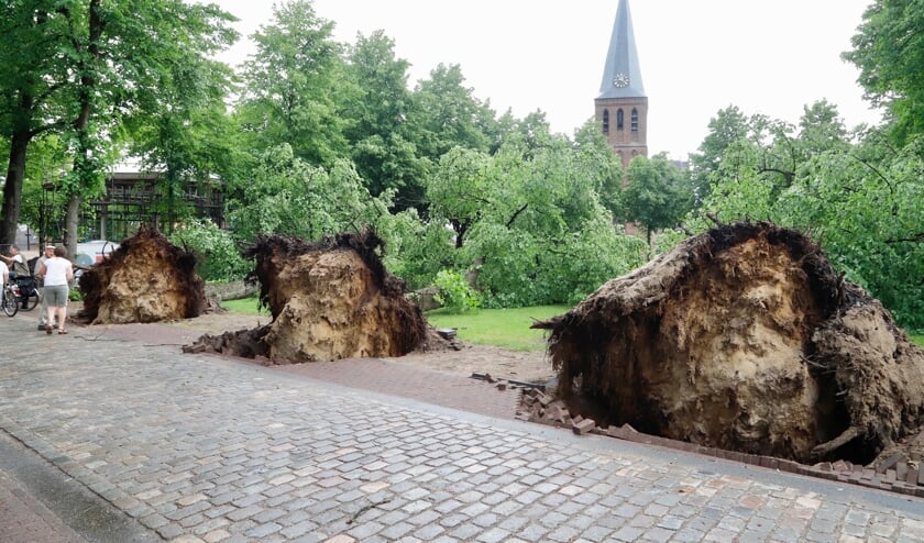 Op De Brink in Sint Anthonis zijn drie grote bomen omgewaaid.