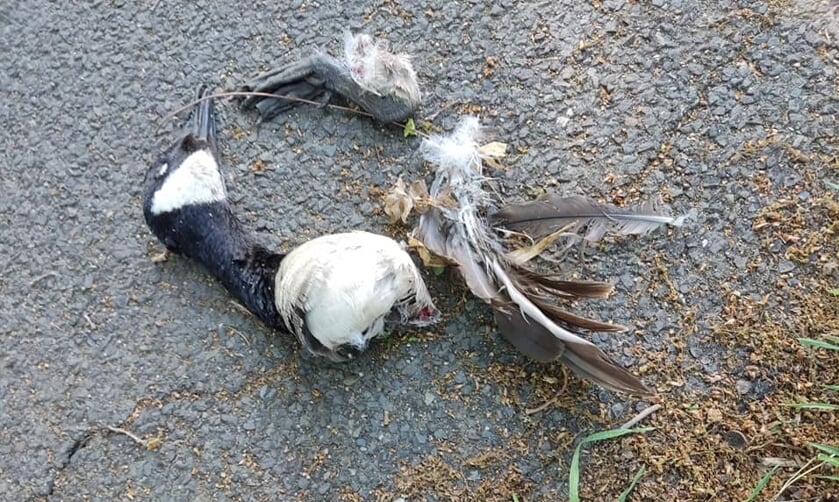 <p>Foto: Dierenambulance Brabant Noord-Oost</p>