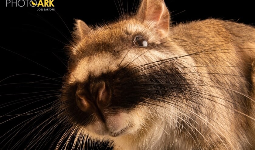 <p>Een laagland viscacha, lagostomus maximus, in Dierenpark Zie-ZOO, gefotografeerd door Joel Sartore/National Geographic Photo Ark.</p>