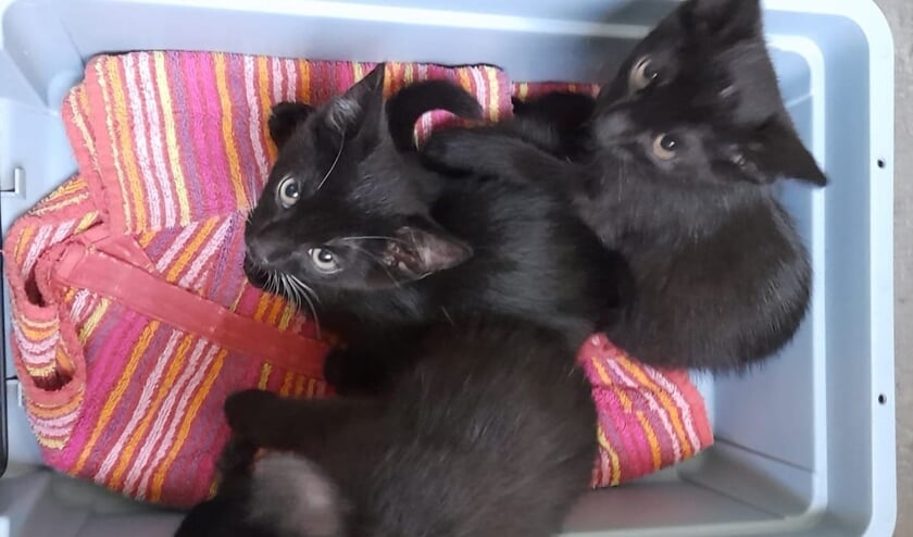 Foto: Dierenambulance Maasland.