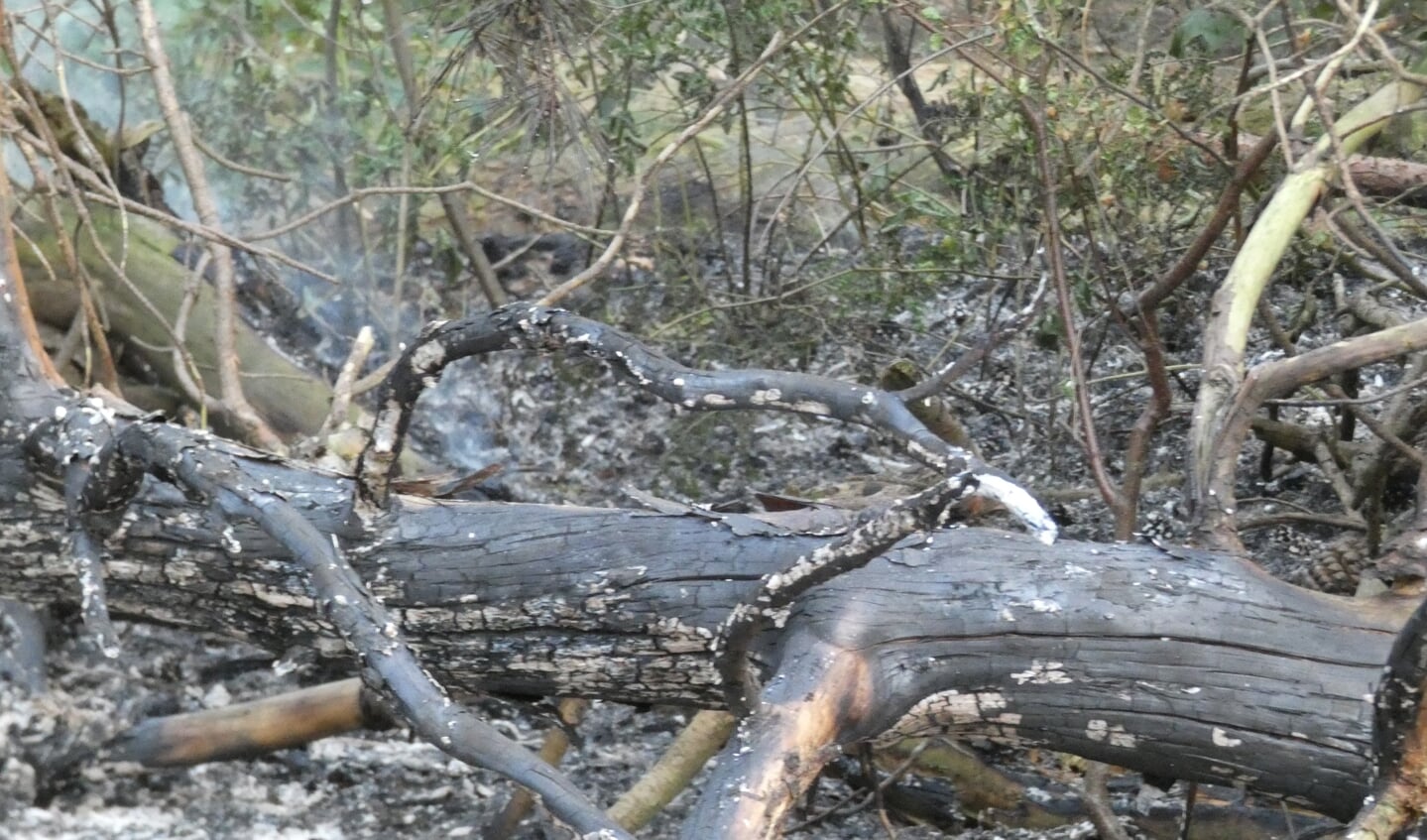 Hardlopers zien brandje in Geffense Bosjes en doven brand met takken. (Foto: Thomas)