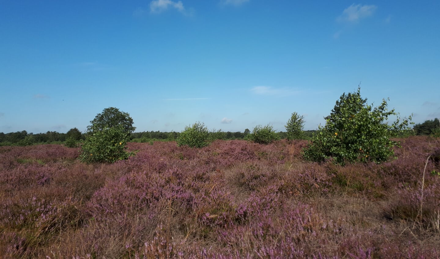 Half augustus staat de heide in bloei.
