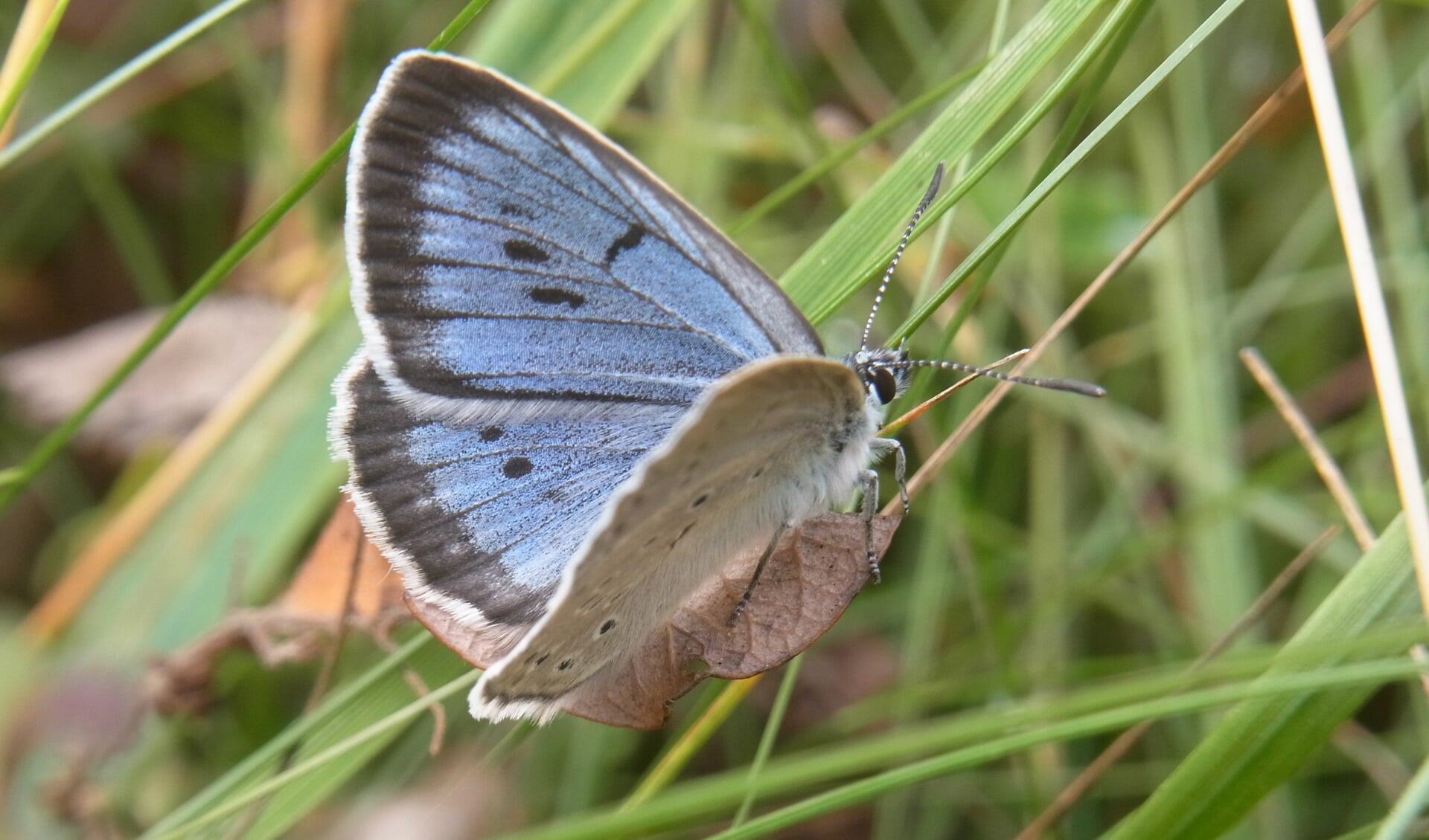 Het pimpernelblauwtje doet het goed in de blauwgraslanden van de Moerputten en zitten sinds vorig jaar ook het Vlijmens Ven.