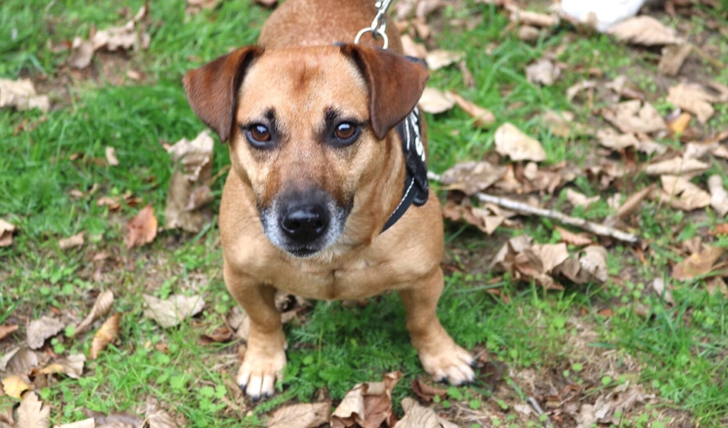 De vijf jaar oude Jack Russel Skip is een echte druktemaker.