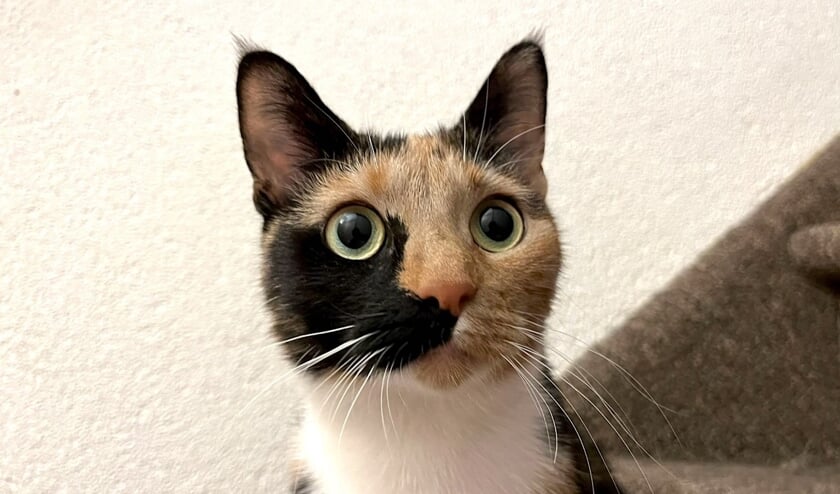Shanti is een ongelooflijke schat; ze is lief en aanhankelijk.