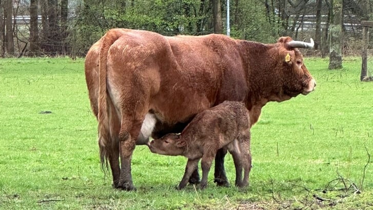 Afbeelding