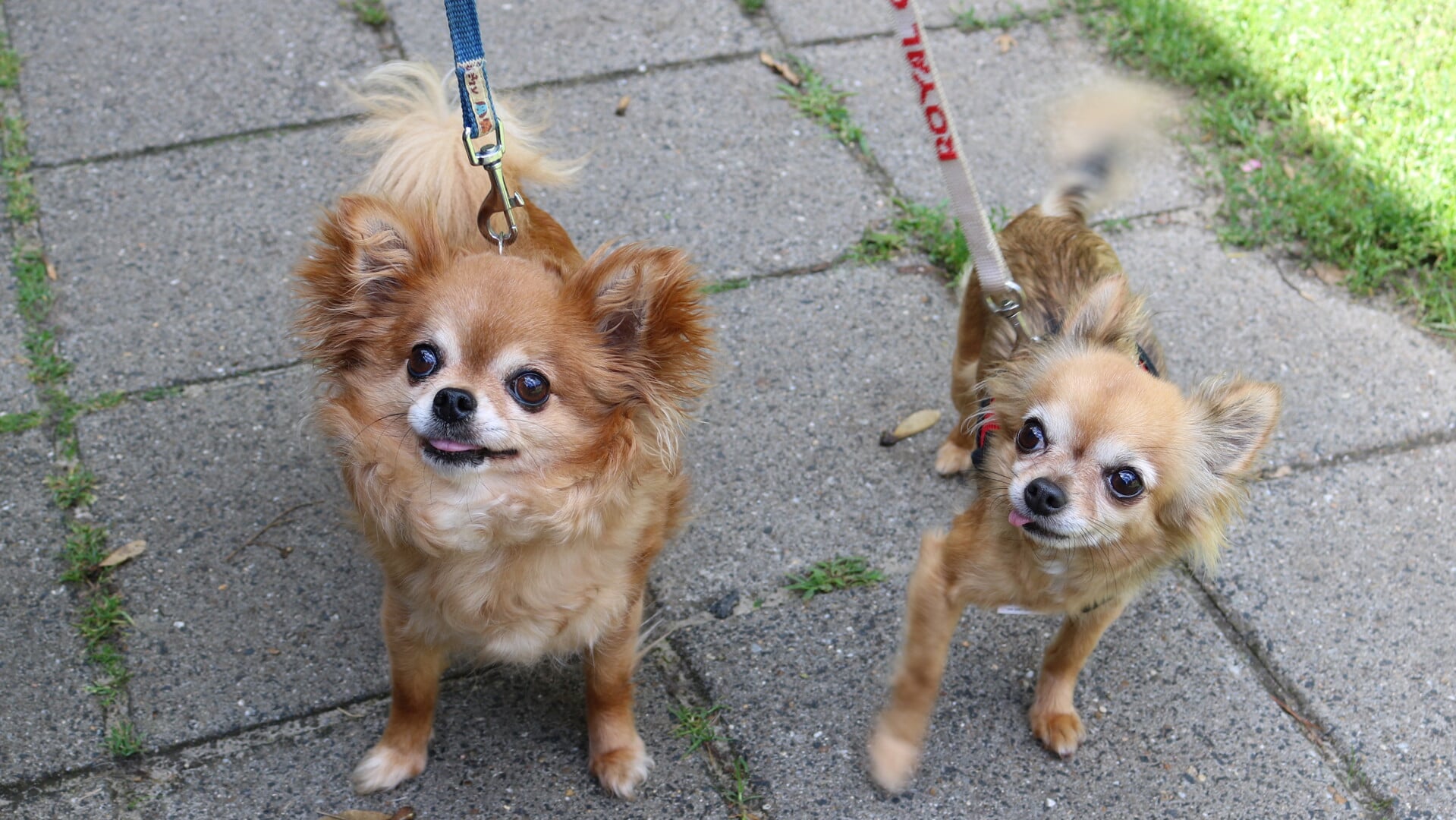 Asieldier van de week Chihuahua s Nelly en Molly Adverteren Den