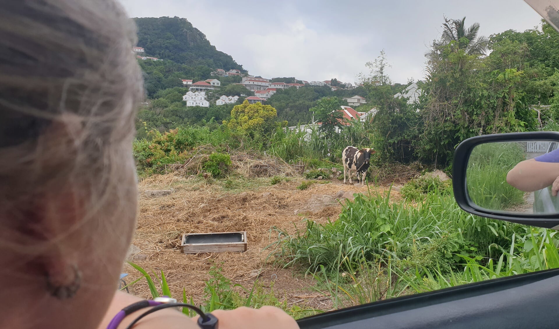 Berghemse dierenartsen vermaken zich prima op Saba.