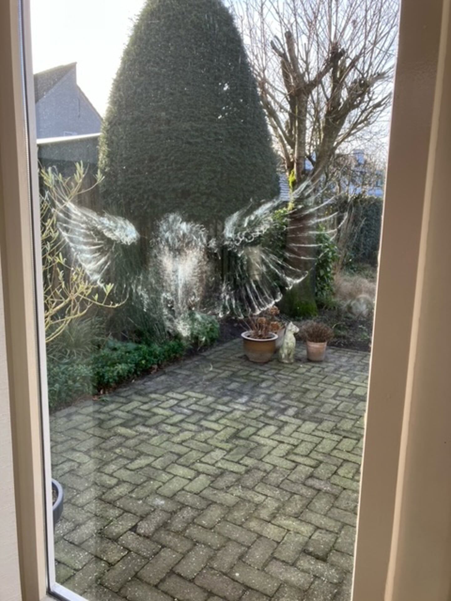 Een bijzondere afdruk van een vogel die tegen het raam is gevlogen. 