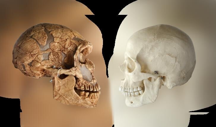 Replica's van schedels van de Neanderthaler (links) en een moderne mens Homo Sapiens (rechts).