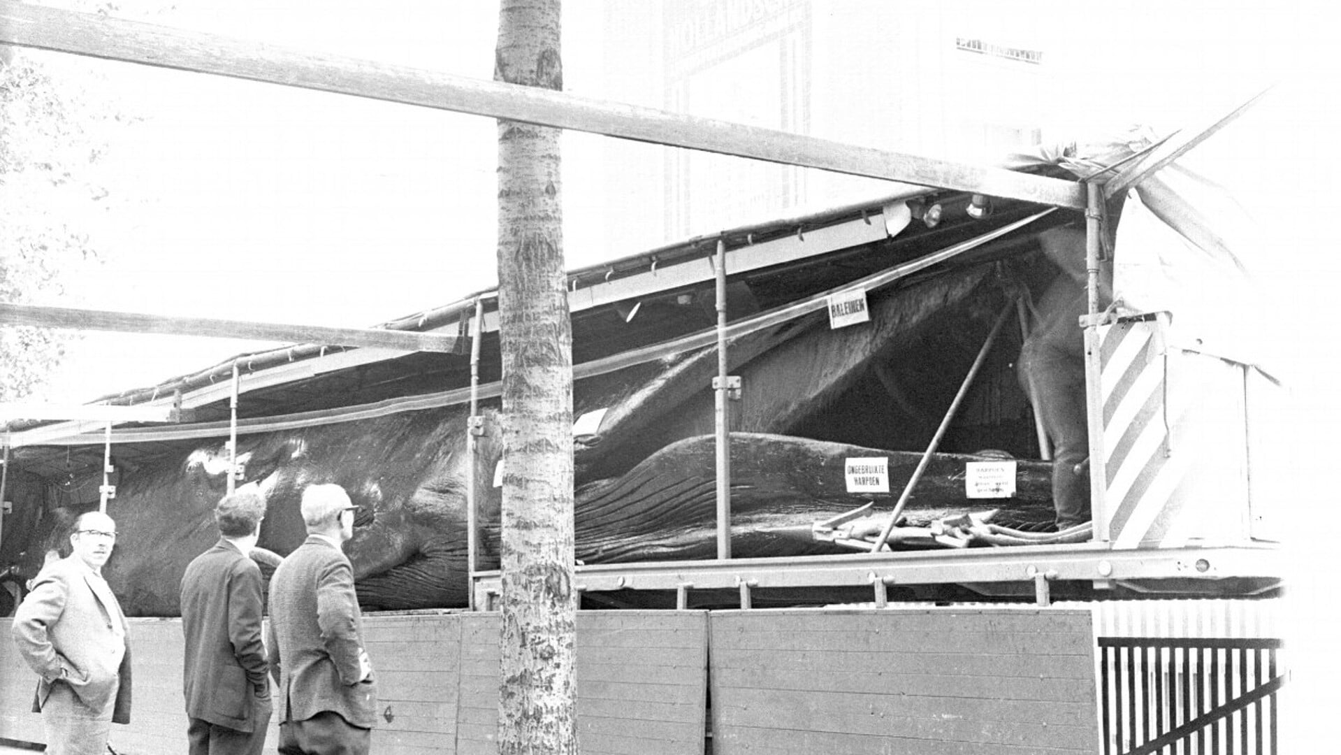Mensen bekijken de walvis in Uden. (foto: Stichting Het Uden-archief van Bressers)