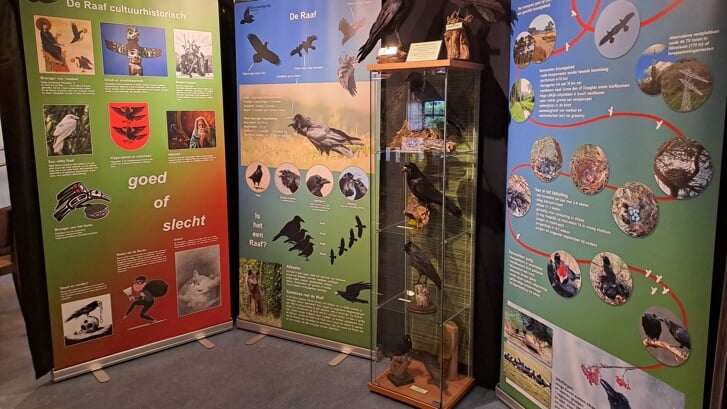De tentoonstelling is samengesteld door de Ravenwerkgroep Nederland.