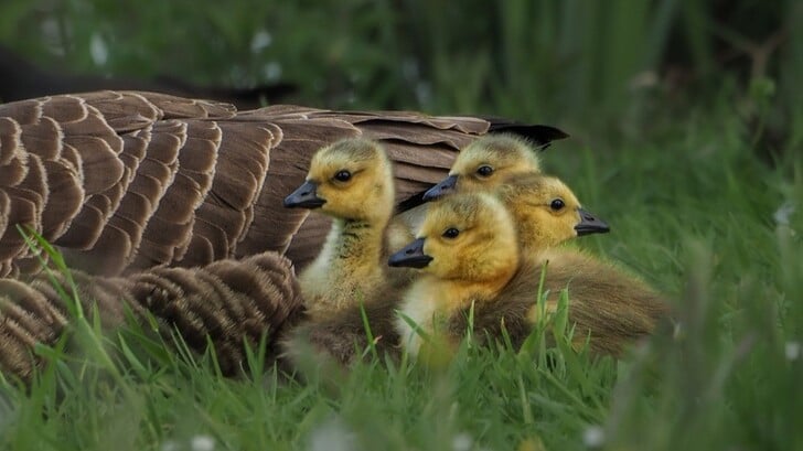 “Zo schattig: jonge gansjes in het Bunderspark”, aldus de fotograaf Mieke van Helvoirt. 