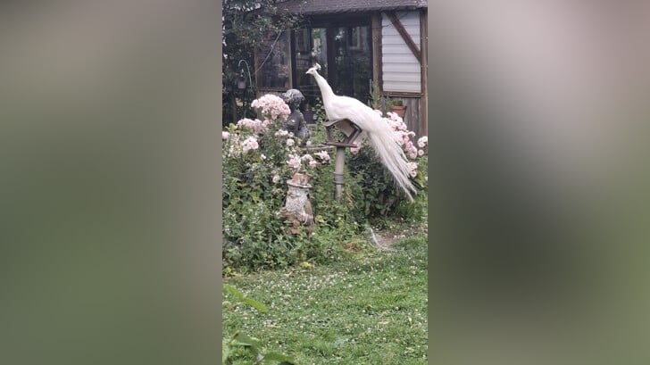 Zomaar een mooie witte pauw tegengekomen tijdens een avondwandeling. Prachtig!