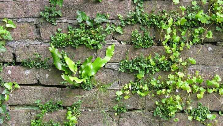 Op dinsdagavond 22 juli kunnen belangstellenden kennismaken met de groene parels in de binnenstad van Den Bosch. 