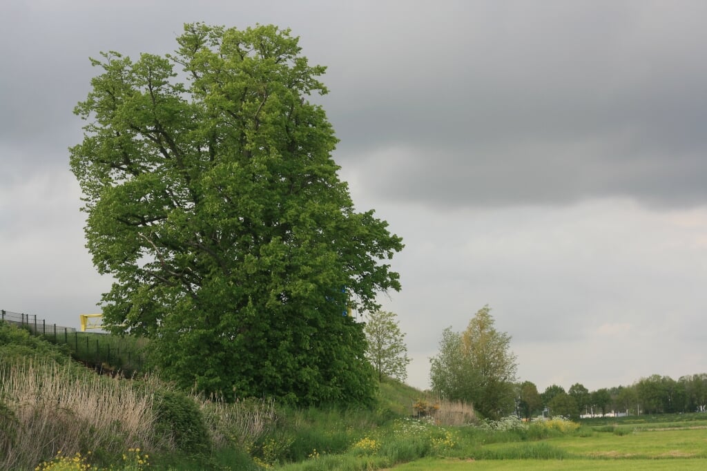 De lindenboom van Eikendonk heeft volgens experts het beleg van ’s-Hertogenbosch van 1629 nog meegemaakt.