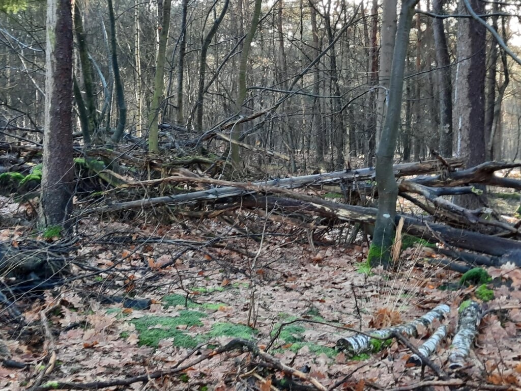 Veel oude, aftakelende en dode bomen blijven liggen in Herperduin.