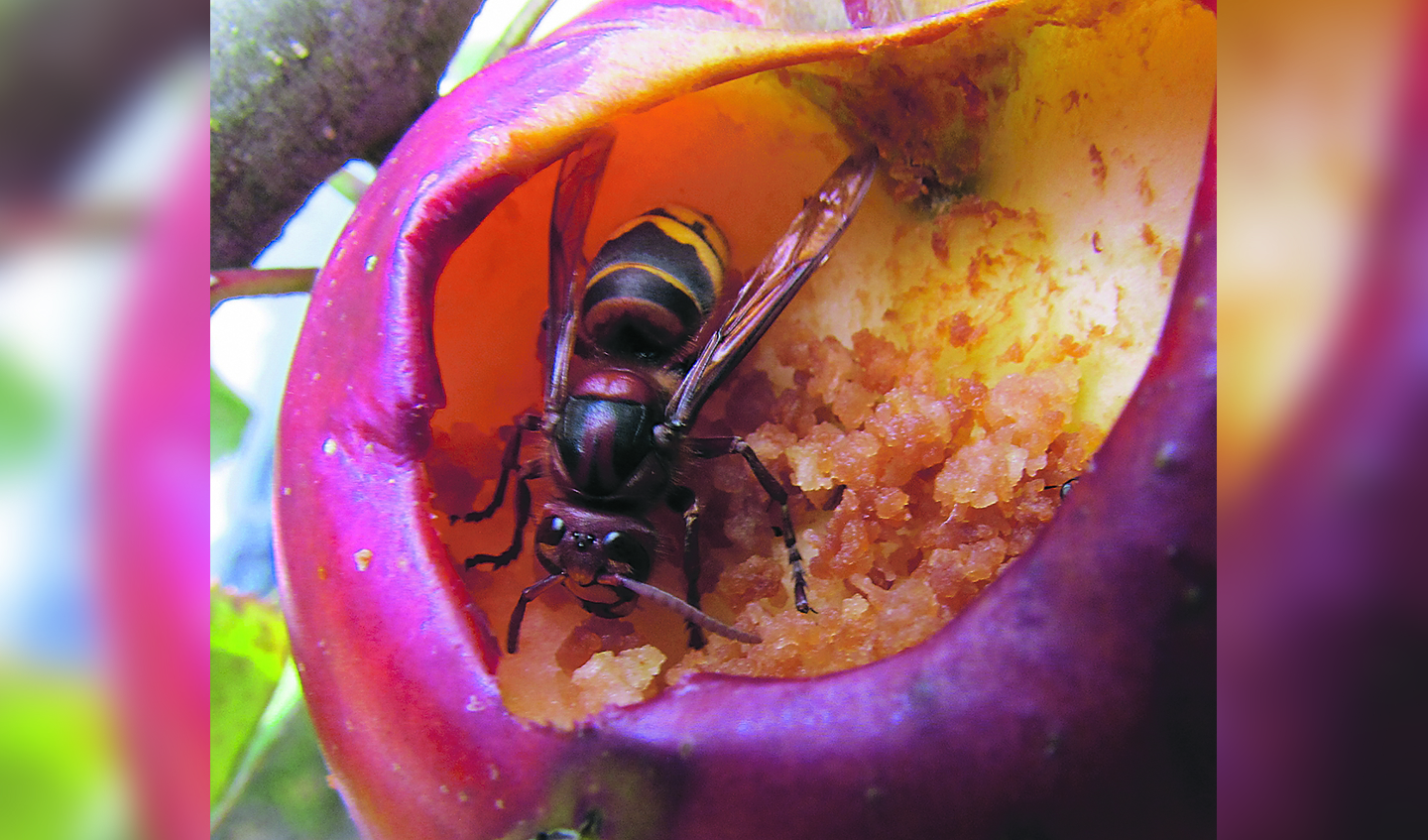 Een hoornaar die zich te goed doet aan een appel. Beeld: Julia van Vliet