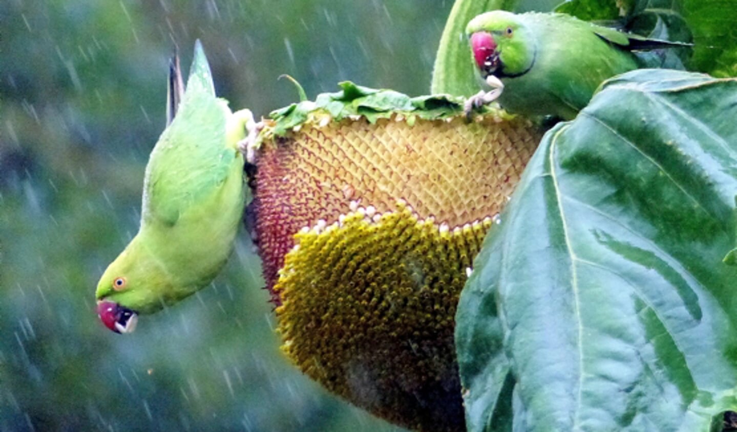 Twee halsbandparkieten eten ondanks de regen lekker door van de zonnebloemen.  Beeld: Gert Kwakernaak