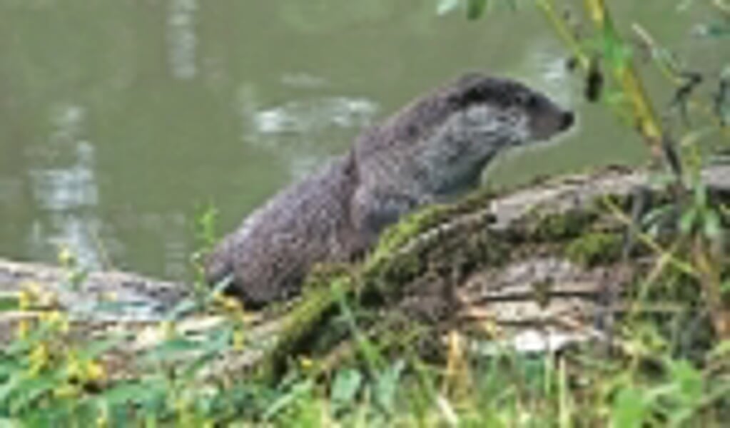 De otter is na 50 jaar afwezigheid op camera gesignaleerd bij de Reeuwijkse Plassen