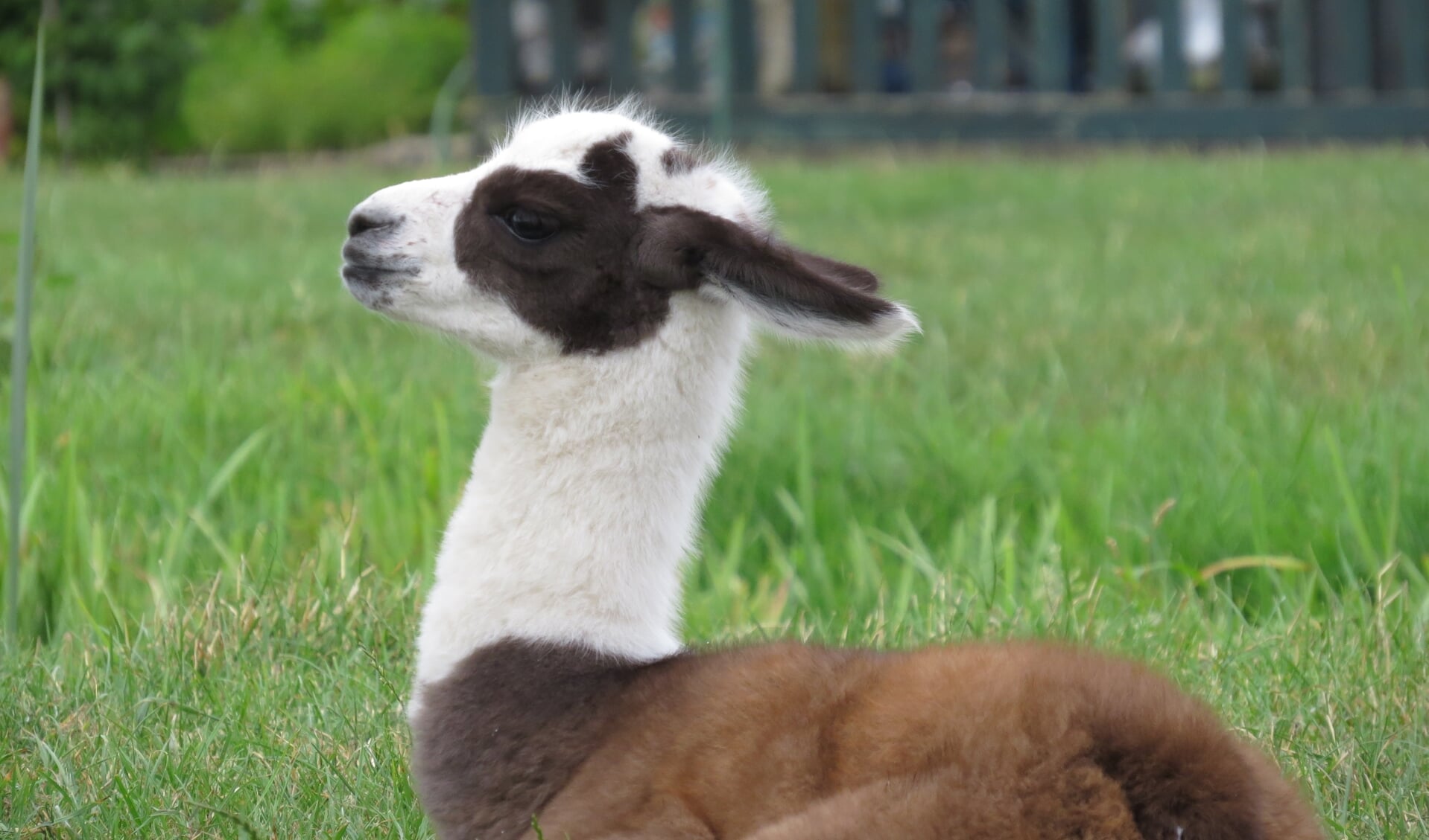 Bodegraven heeft een nieuwe inwoner! Bij boer Aad Veelenturf is tijdens de warme dagen een lama geboren. Het is een meisje en heet Marit. Beeld: Marit Verkleij