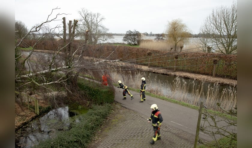 Een omgewaaide berk viel op de bovengrondse elektriciteitskabels