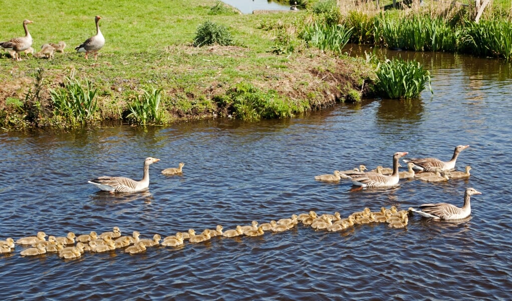 Deze gans was maar een crèche begonnen zonder rekening te houden met de 1,5 meter maatschappij