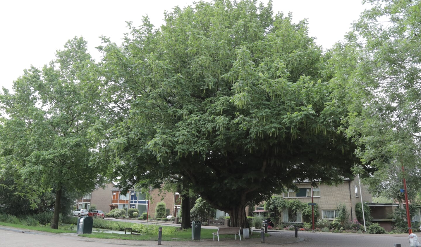 Deze boom aan de Vijverlaan in Bodegraven heeft ook een TreeTag.
