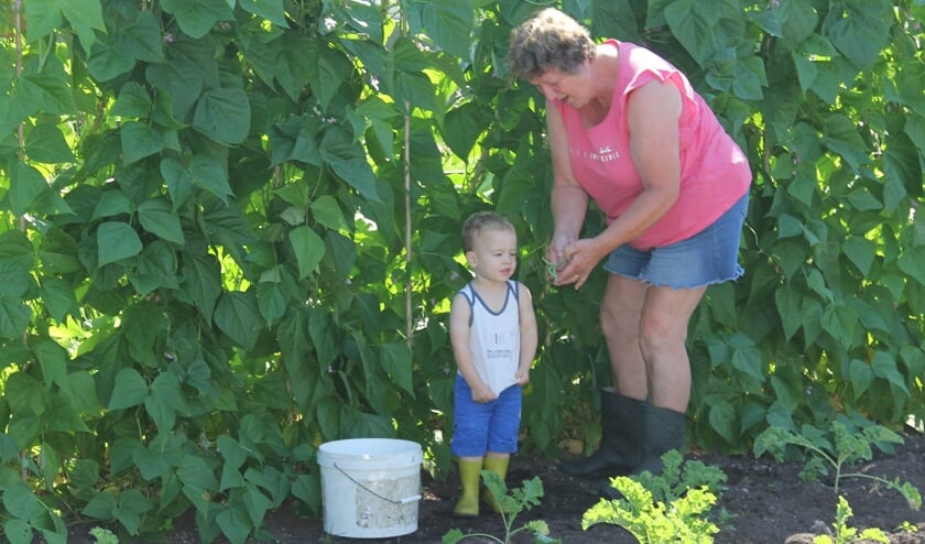 Tim en oma Truus plukken boontjes uit eigen tuin.