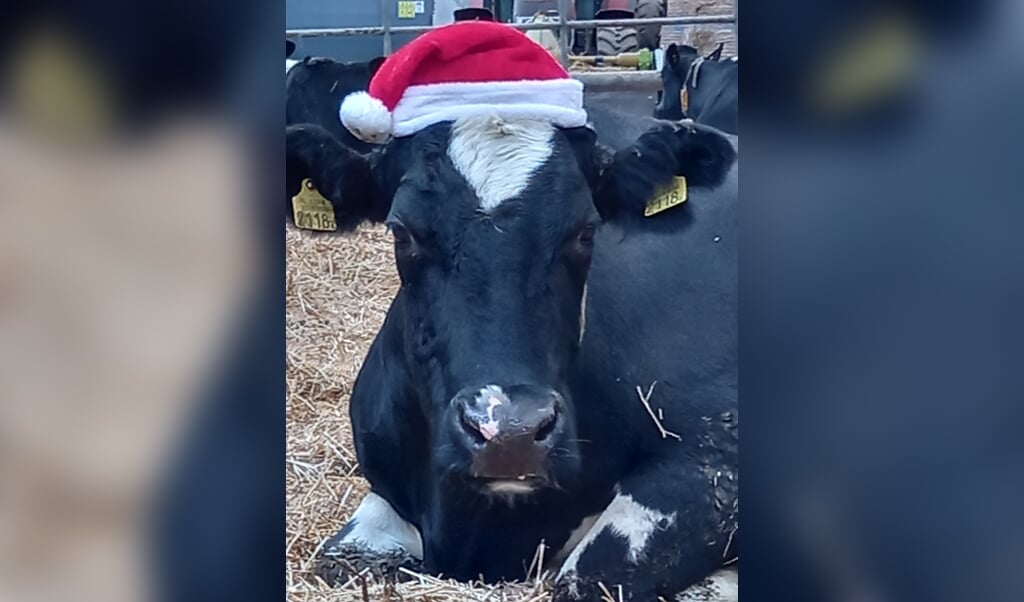 Kerstkoe. Beeld: Hoeve Stein