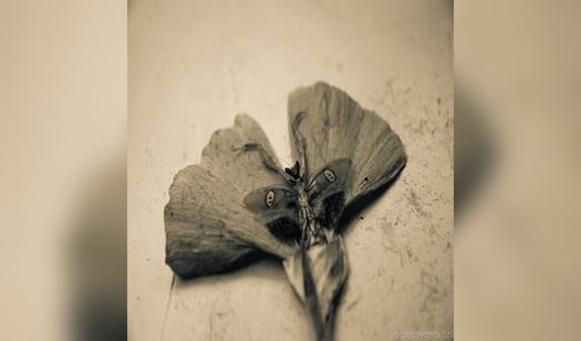 <p>Foto's van Xanne Berg. Beeld: Xanne Berg</p>
