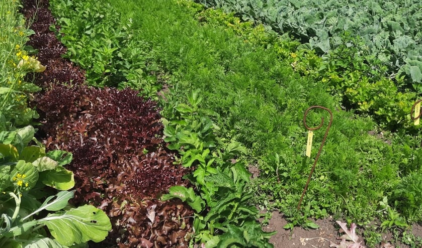 Hoe groen zou jij een wijk ontwerpen? Ontdek het bij de Hortus Populus.