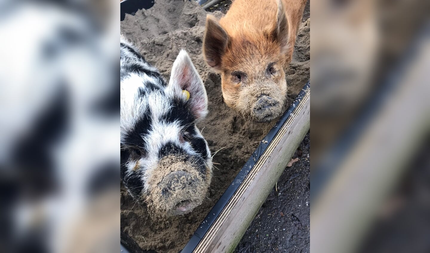 De varkens. Beeld: De Oude Zustertuin