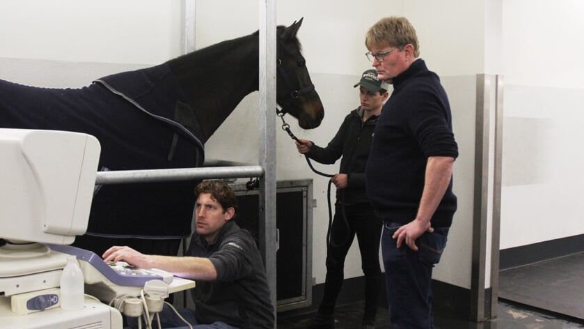Leendert Jan Hofland (rechts) bestudeert de metingen. Een paard kan immers niet zelf zeggen waar de pijn zit.