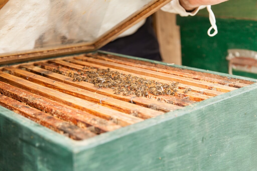 Voor het beheer van een bijenvolk heb je grondige kennis nodig.
