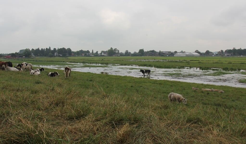 De dames liggen bij te komen na al het tumult van de vroege ochtend.