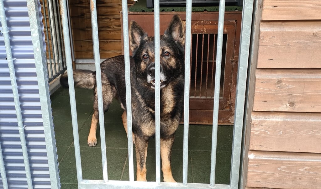 Charlie is gelukkig kerngezond en volledig ingeënt. Beeld: Gisela Middelkoop