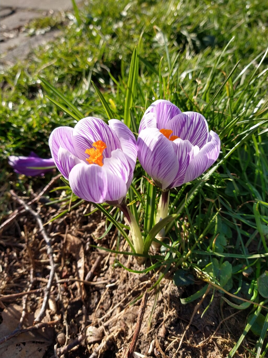 De lente komt eraan! Ook hier langs het water langs Rijngaarde in Bodegraven. Beeld: Jacinta Laue