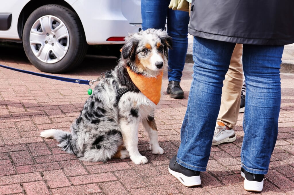 Zelfs de hond versierd met oranje. Beeld: Wim de Boevère
