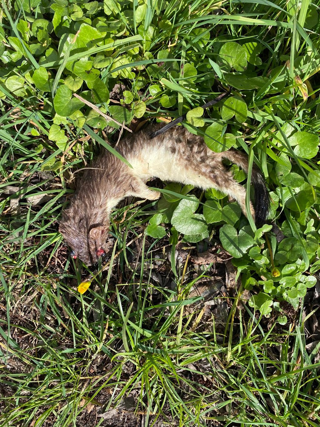 Een dode hermelijn.