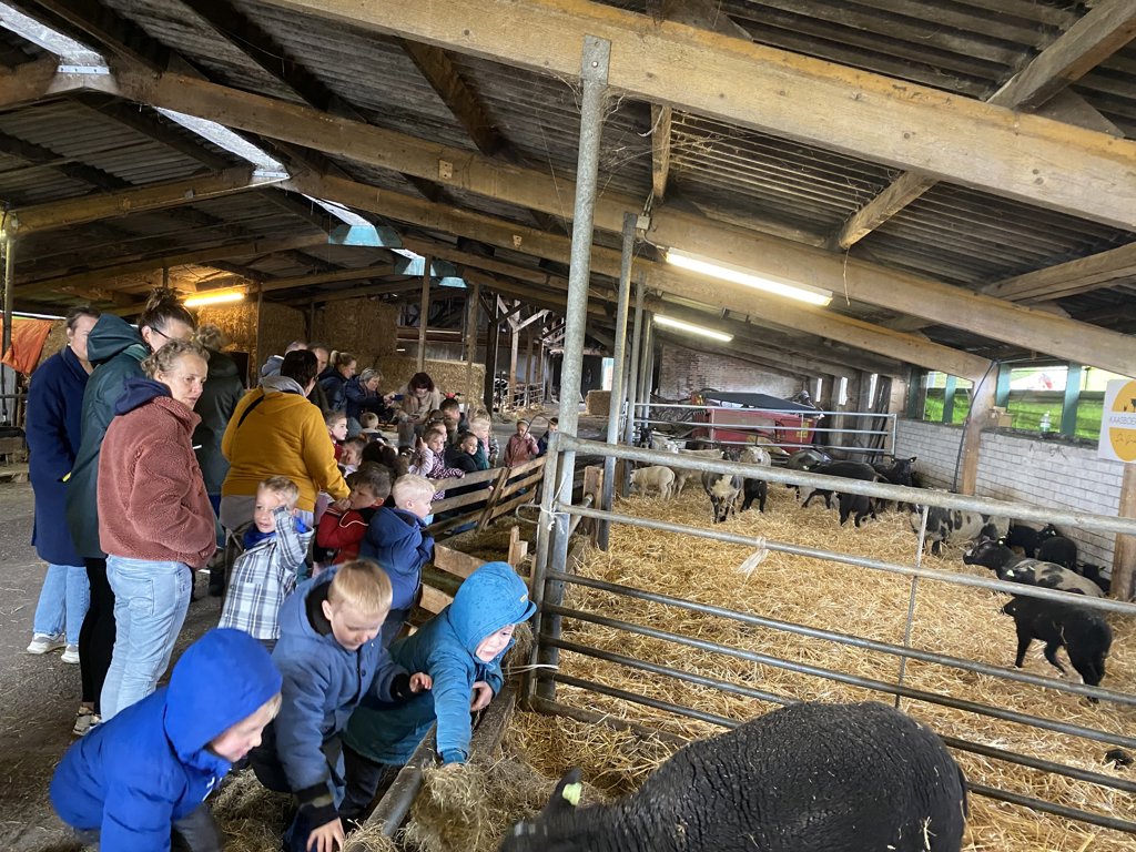 Kleuters op bezoek bij de lammetjes. 