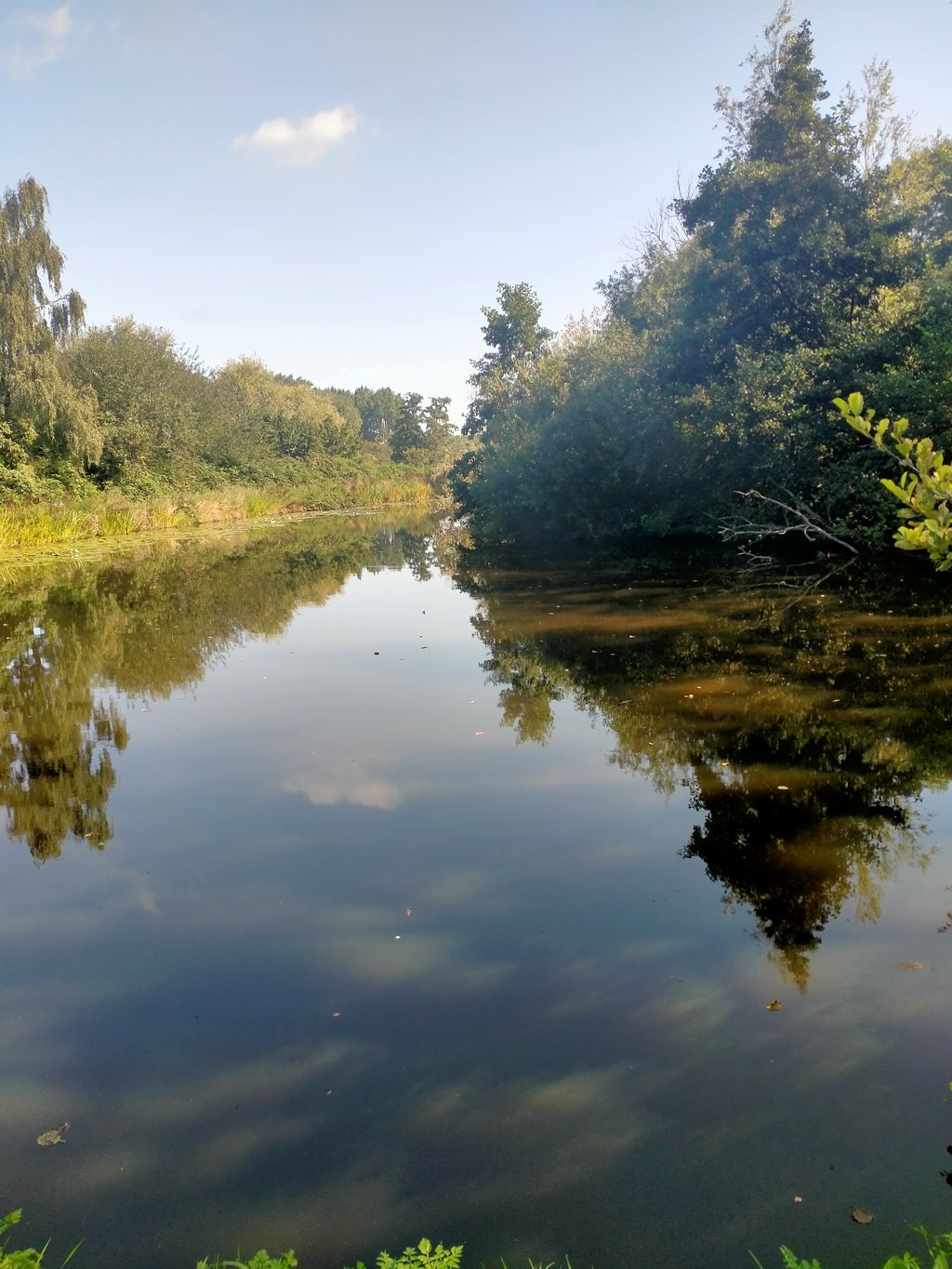 Het Reeuwijkse Hout. 